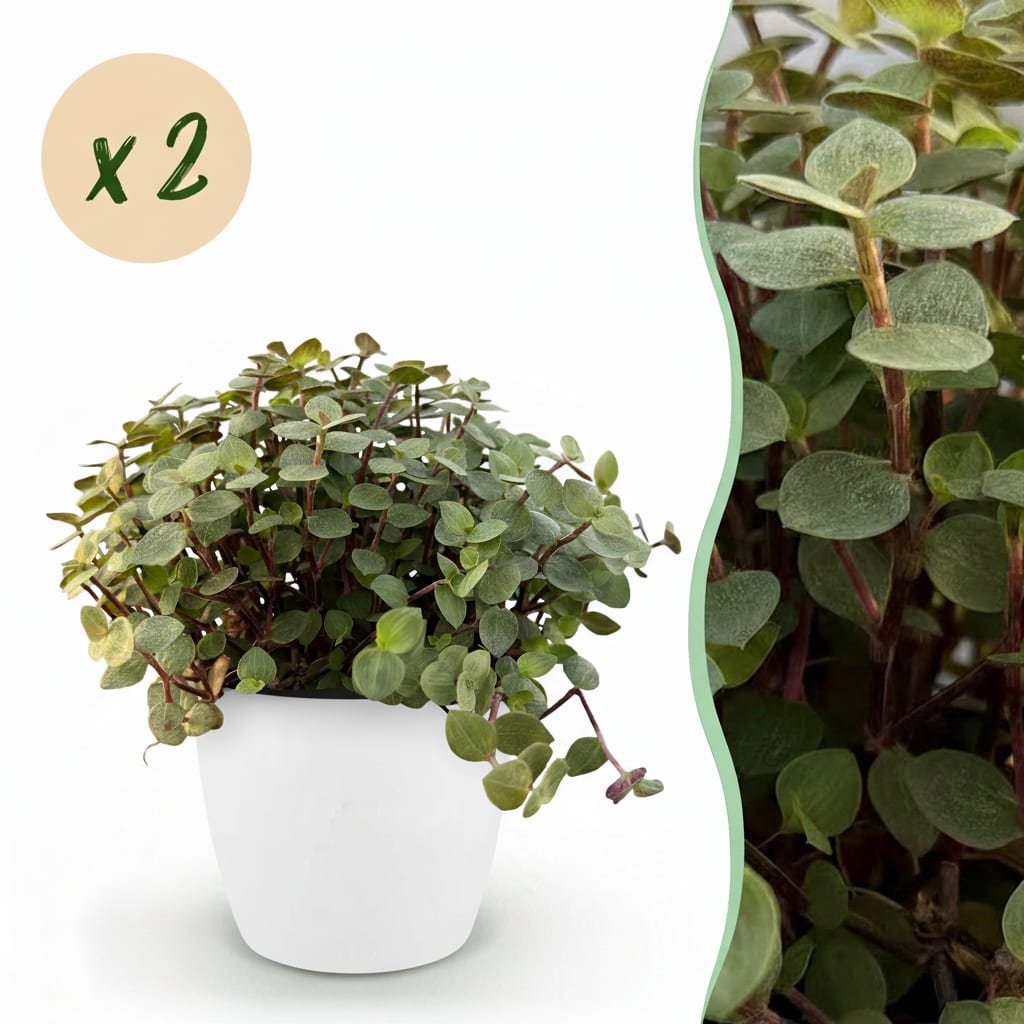 Green boutiQ - Zimmerpflanze - Calissia repens - Katzengras - Haustierfreundlich - Grün - 2 Pflanzen - mit Potter Weiß - Topf 12cm - Höhe 17-20cm 