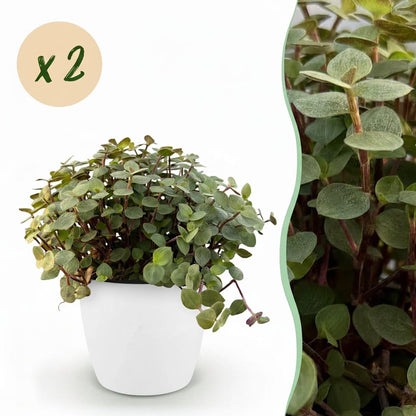 Green boutiQ - Zimmerpflanze - Calissia repens - Katzengras - Haustierfreundlich - Grün - 2 Pflanzen - mit Potter Weiß - Topf 12cm - Höhe 17-20cm 