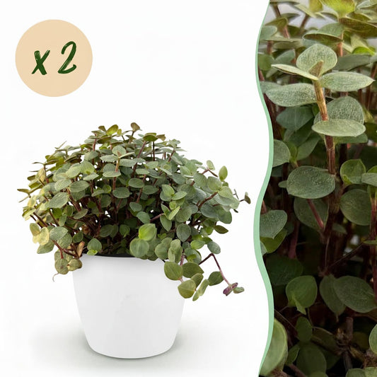 Green boutiQ - Zimmerpflanze - Calissia repens - Katzengras - Haustierfreundlich - Grün - 2 Pflanzen - mit Potter Weiß - Topf 12cm - Höhe 17-20cm 