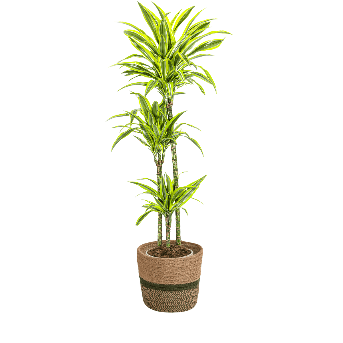 Dracaena Deremensis Lemon Lime mit Korb Ø24cm - ↕130 - 150cm 
