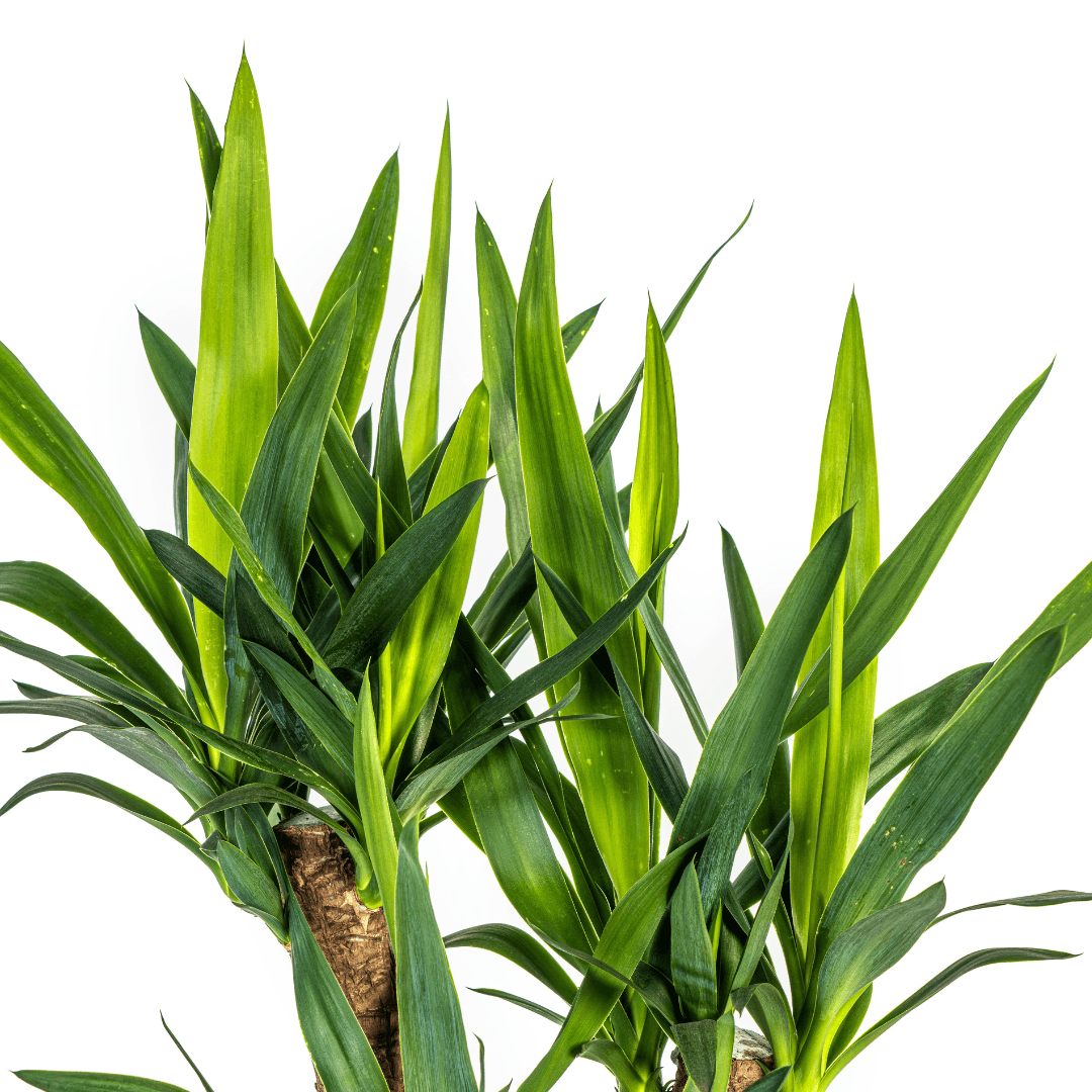 Yucca Elephantipes Verzweigt mit Korb Ø21cm - ↕60 - 70cm 
