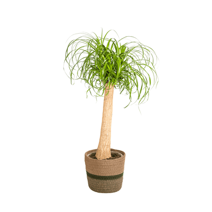 Beaucarnea Recurvata Stamm mit Korb Ø24cm - ↕80 - 100cm 