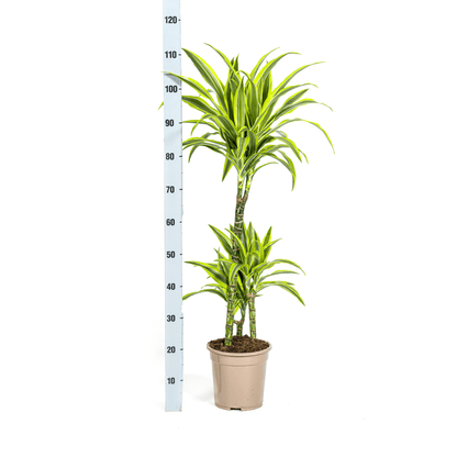 Dracaena Deremensis Lemon Lime mit Korb Ø21cm - ↕90 - 110cm 