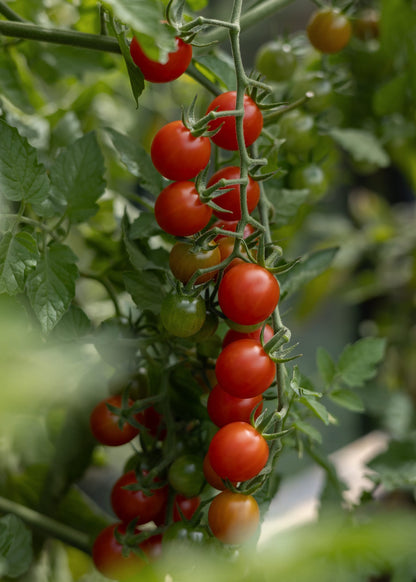 Wildtomate Tomatensamen – Historische Ursorte Solanum pimpinellifolium – 10 Samen für Garten Gewächshaus & Balkon – Sehr aromatische Mini Tomaten - Oasis of Life