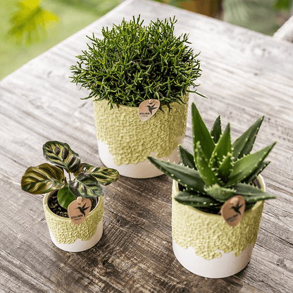 Kolibri Home | Bloom sierpot - Green - Ø9cm 