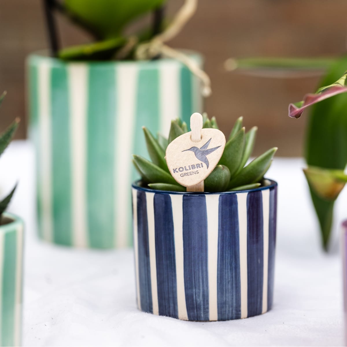 Set mit Orchidee Lima & Sukkulenten – In Keramiktöpfen Ø9cm & Ø6cm – Blühende Zimmerpflanze mit Sukkulenten – Dekoratives Pflanzenset – Frisch vom Züchter 