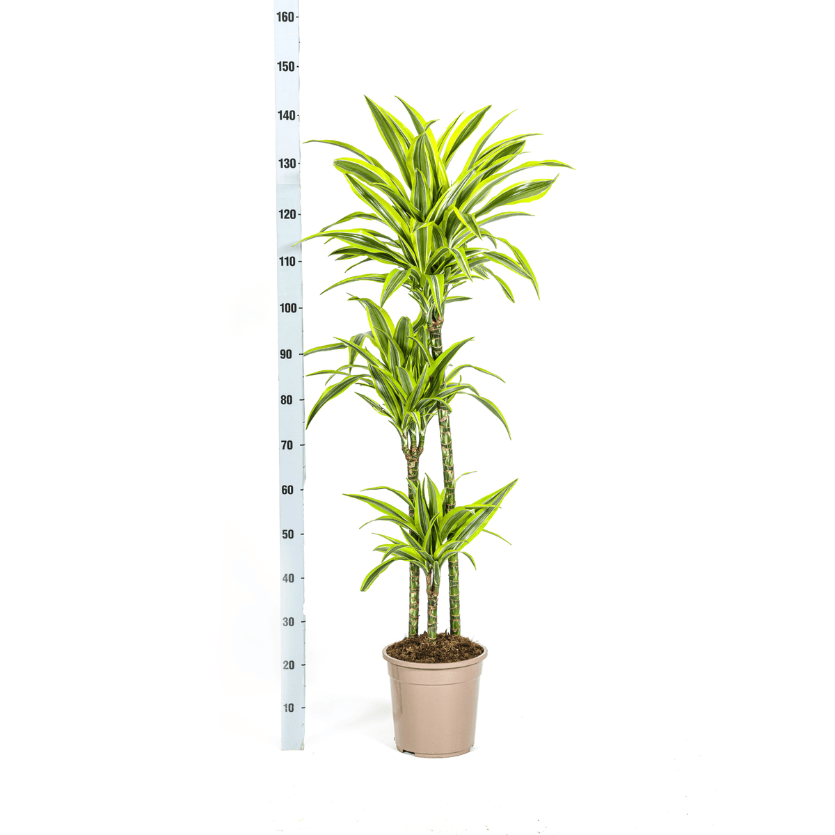 Dracaena Deremensis Lemon Lime mit Korb Ø24cm - ↕130 - 150cm 