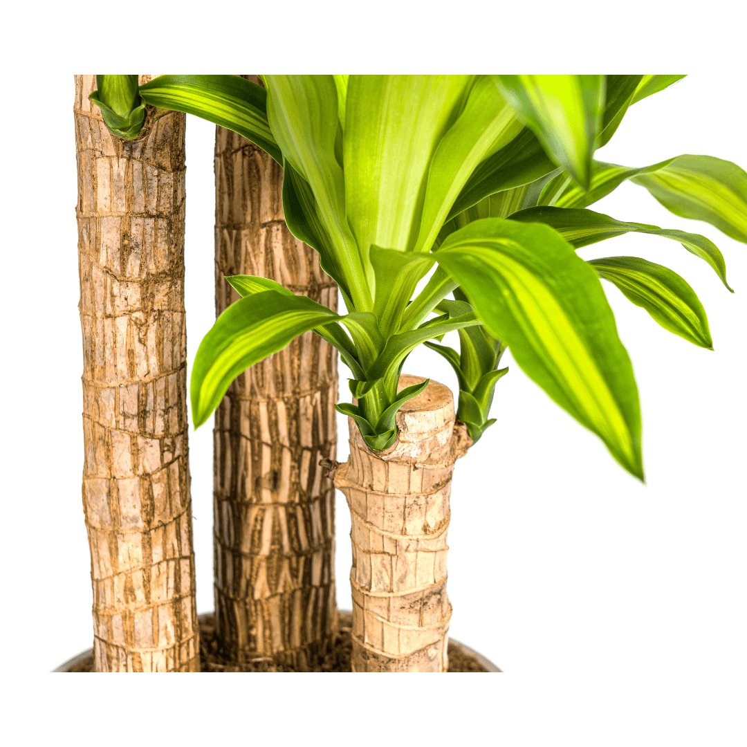 Dracaena Fragrans Massangeana mit Korb Ø24cm - ↕130 - 150cm 