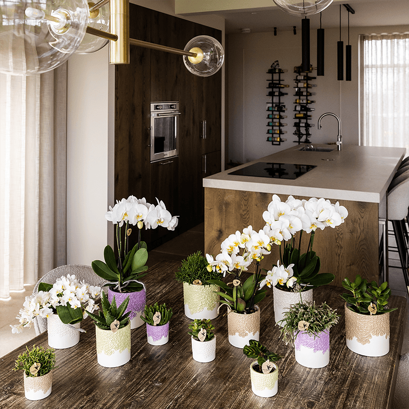Kolibri Home | Bloom sierpot - Lila - Ø9cm 