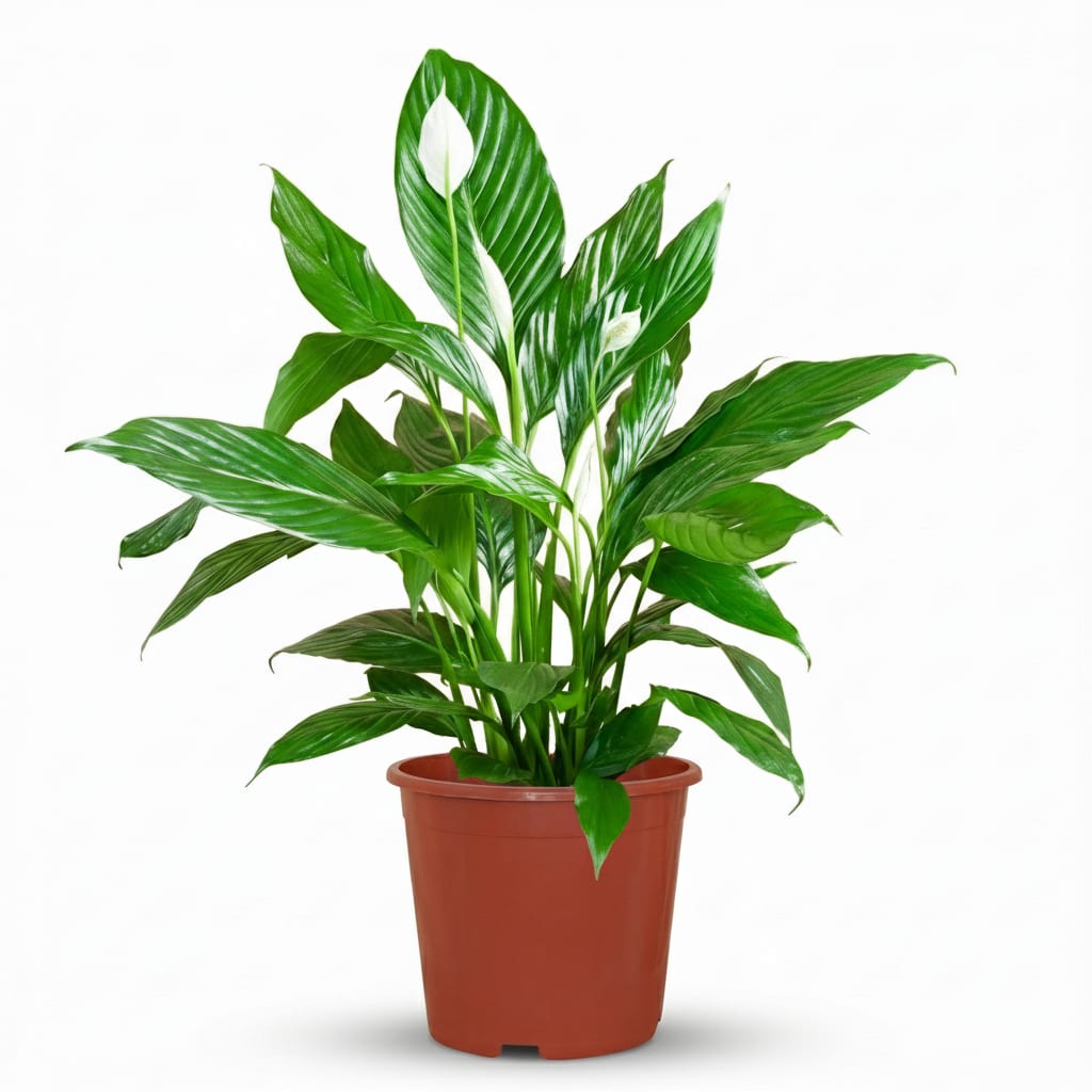 Green boutiQ - Plante d'intérieur - Fleur de lune - Spathiphyllum - Blanc - Entretien facile - 1 Plante - Pot 19cm - Hauteur 70 - 80cm 