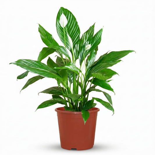 Green boutiQ - Plante d'intérieur - Fleur de lune - Spathiphyllum - Blanc - Entretien facile - 1 Plante - Pot 19cm - Hauteur 70 - 80cm 