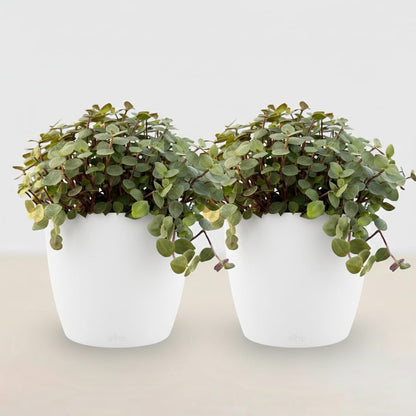 Green boutiQ - Zimmerpflanze - Calissia repens - Katzengras - Haustierfreundlich - Grün - 2 Pflanzen - mit Potter Weiß - Topf 12cm - Höhe 17-20cm 