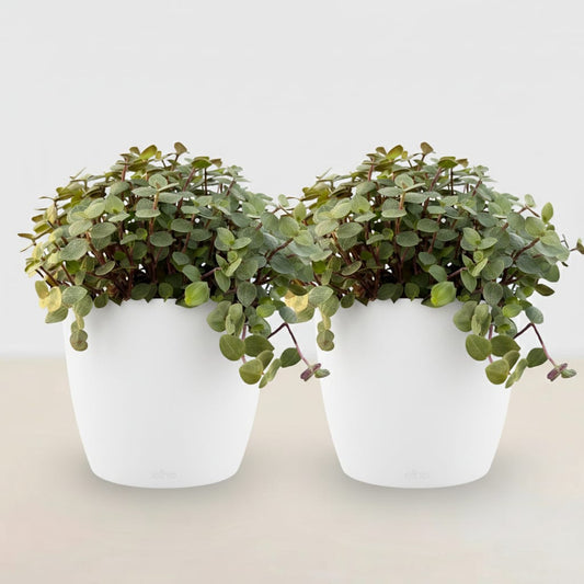 Green boutiQ - Zimmerpflanze - Calissia repens - Katzengras - Haustierfreundlich - Grün - 2 Pflanzen - mit Potter Weiß - Topf 12cm - Höhe 17-20cm 