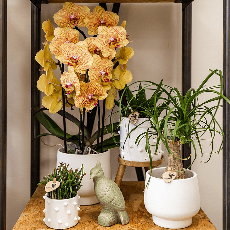 Kolibri Orchids | Orange Phalaenopsis-Orchidee Topfgröße Ø12cm | Sunny Bunny | Blühende Zimmerpflanze – Frisch vom Züchter 