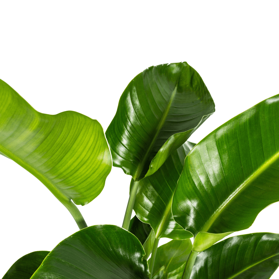 Baum-Strelitzie – Strelitzia Nicolai – Zimmerpflanze – Tropische Riesenpflanze – Ø21cm – Höhe 90–110cm – Exotischer Blickfang – Pflegeleicht 