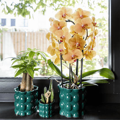 Kolibri Home | Cotton Shine Übertopf - Green - Ø9cm 