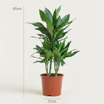 Green boutiQ - Plante d'intérieur - Dragonnier Janet Craig - Dracaena Janet Craig - Vert - Entretien facile - 1 Plante - Pot 21cm - Hauteur 90 - 100cm 