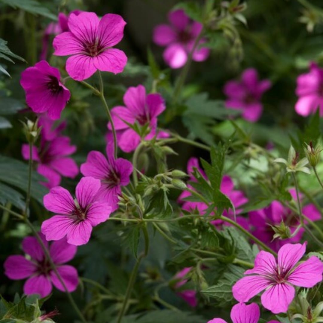 Geranium sanguineum Max Frei Ø9cm Höhe 10-25cm – Karminrote Blütenstaude für sonnige Beete & Steingarten – Ansicht 17