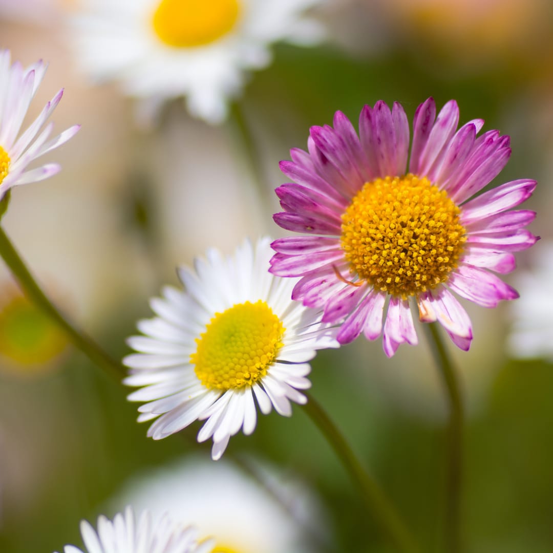 Gänseblümchen Erigeron karvinskianus Langblühende Bodendecker Staude Ø9cm 6 Stück