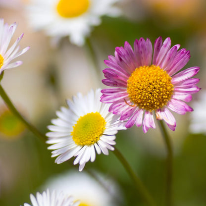 Gänseblümchen Erigeron karvinskianus – 10-25cm – Ø9cm – Langblühende Bodendecker Staude – Ansicht 24