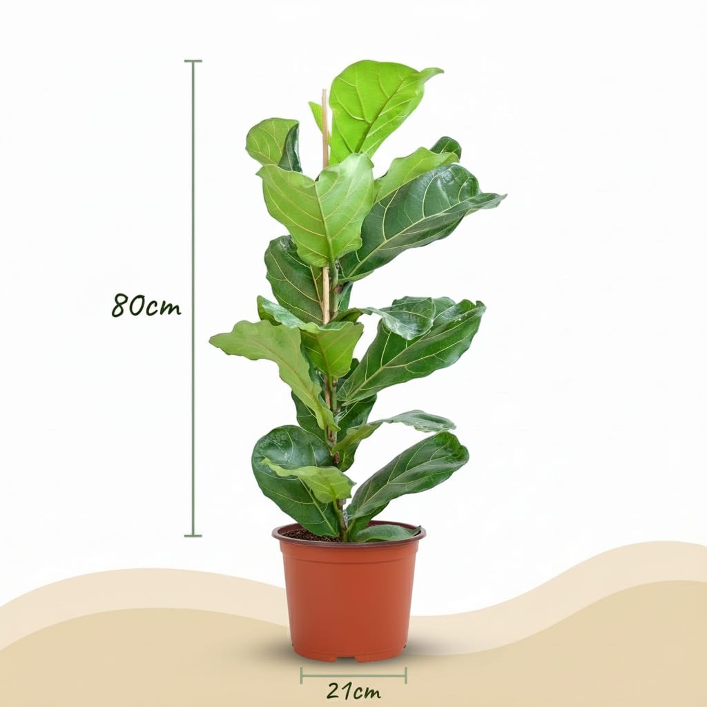 Green boutiQ - Plante d'intérieur - Ficus Lyrata - Figuier lyre - Vert - Entretien facile - 1 Plante - Pot 21cm - Hauteur 75 - 85cm 