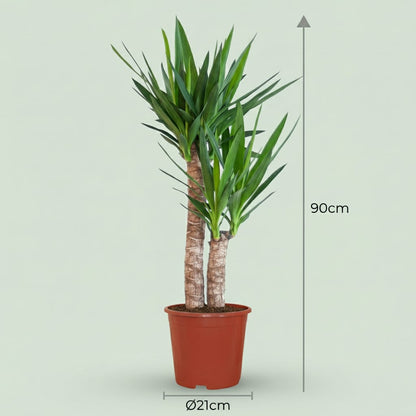 Green boutiQ - Plante d'intérieur - Yucca (Lis palmier) - Yucca Elephantipes - Vert - Entretien facile - 1 Plante - Pot 21cm - Hauteur 80 - 90cm 