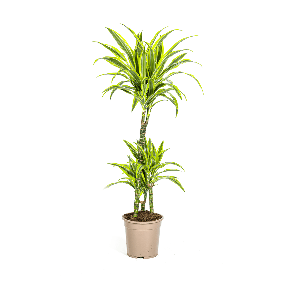 Drachenbaum Dracaena Deremensis Lemon Lime – Zimmerpflanze – Ø21cm – 90-110cm hoch – Schlanke grüne Blätter mit hellgrünem Rand – Pflegeleicht & dekorativ 