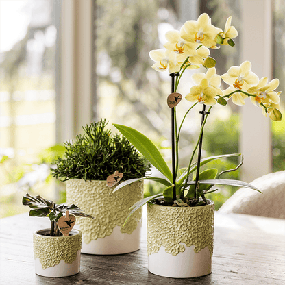Kolibri Home | Bloom sierpot - Green - Ø9cm 