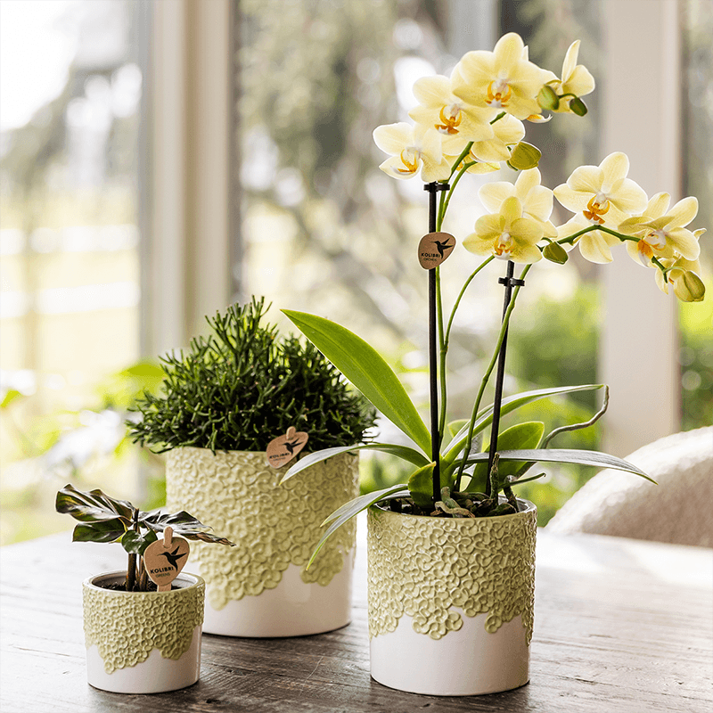 Kolibri Home | Bloom sierpot - Green - Ø6cm 