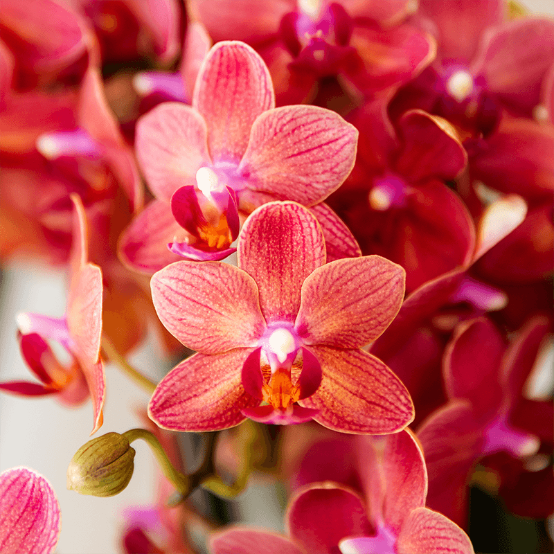 Orchideen Überraschungsbox – 2 Orchideen - 9cm - Frisch vom Züchter - Perfektes Geschenk & Pflanzen-Überraschung 