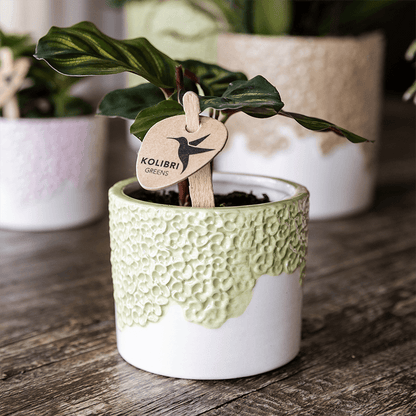 Kolibri Company | Kombi‑Deal | Bloom Grün Übertopf‑Set – 6 cm + 9 cm + 12 cm 