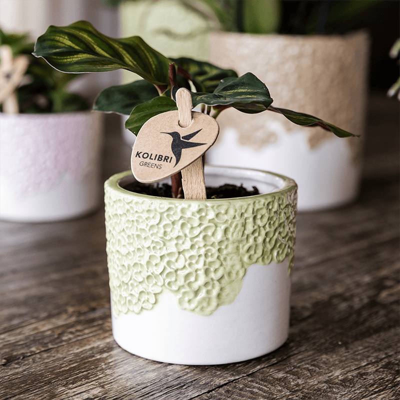 Kolibri Home | Bloom sierpot - Green - Ø9cm 