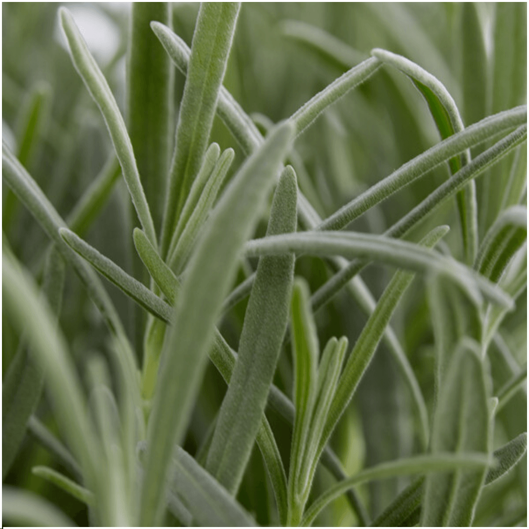 Lavandula angustifolia – Echter Lavendel – Ø7cm – ↕15cm – 12 Pflanzen – Duftende & Mediterrane Pflanzen – Für Garten, Balkon & Terrasse 