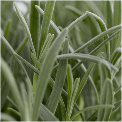 Lavandula angustifolia – Echter Lavendel – Ø7cm – ↕15cm – 12 Pflanzen – Duftende & Mediterrane Pflanzen – Für Garten, Balkon & Terrasse 