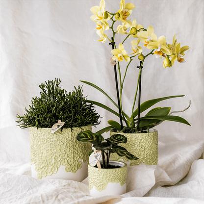 Kolibri Home | Bloom sierpot - Green - Ø9cm 