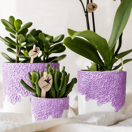 Kolibri Orchids | Violette Vienna Orchidee + Bloom Übertopf violett – Topfgröße Ø9cm | blühende Zimmerpflanze – frisch vom Züchter 