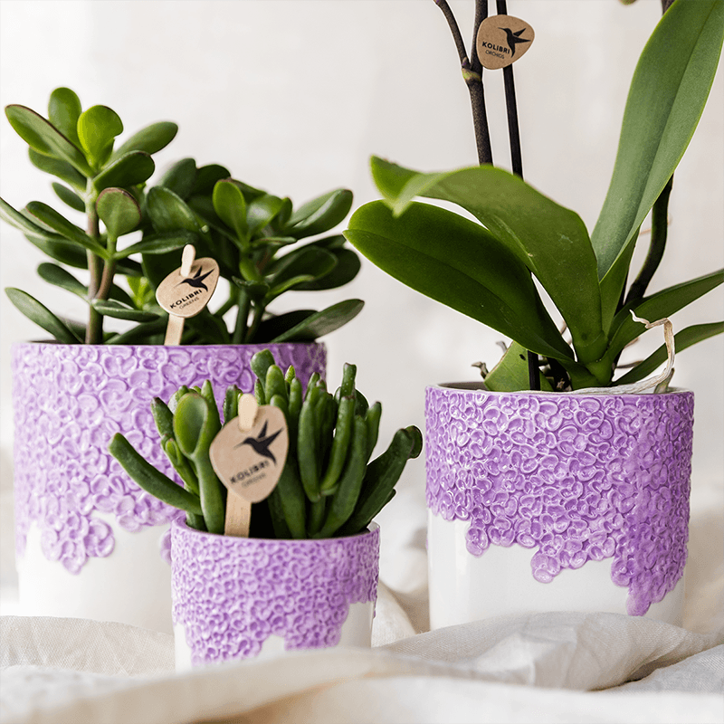 Kolibri Home | Bloom sierpot - Lila - Ø9cm 