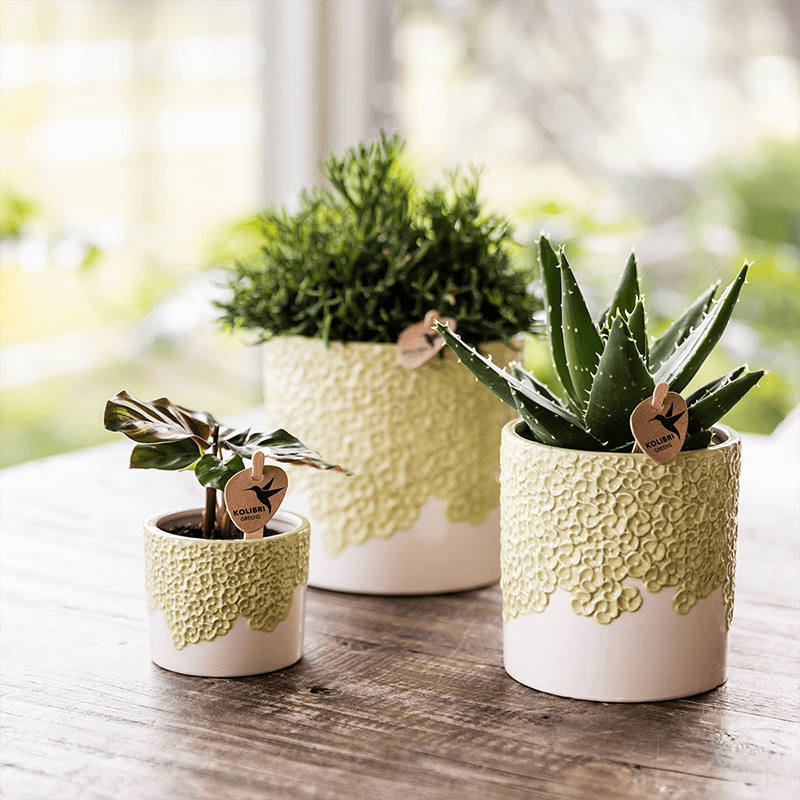 Kolibri Home | Bloom sierpot - Green - Ø9cm 