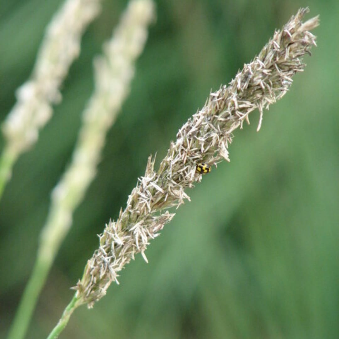 Sesleria autumnalis Ziergras – 60 Pflanzen – Ø9cm – Höhe 10-25cm – Winterhartes Gartengras – Pflegeleicht – Für Beet, Steingarten & Naturgarten - Oasis of Life