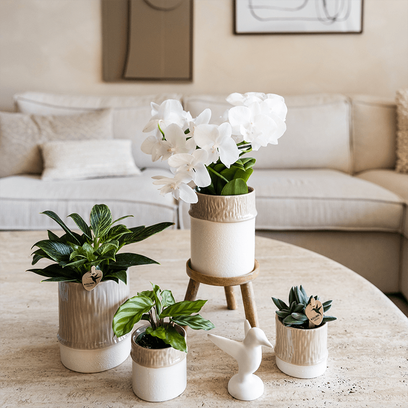 Kolibri Home | Tree Übertopf - Sand - Ø6cm 
