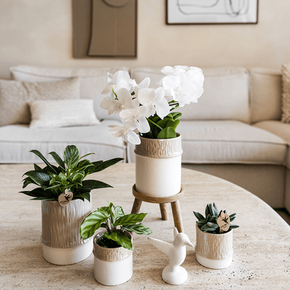Kolibri Home | Tree Übertopf - Sand - Ø6cm 