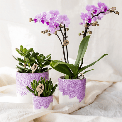 Kolibri Company | Bloom Purple Pflanzenset | Violette Vienna Orchidee + Grünpflanzen inkl. Übertöpfe 