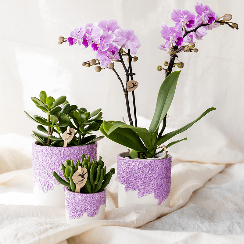 Kolibri Home | Bloom sierpot - Lila - Ø9cm 