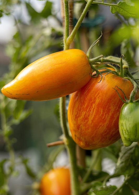 Yellow Fire Tomatensamen – Zweifarbige Spitztomate gelb mit roten Flammen – 10 Samen – Aromatische, dekorative Tomaten für Garten, Gewächshaus & Topf - Oasis of Life