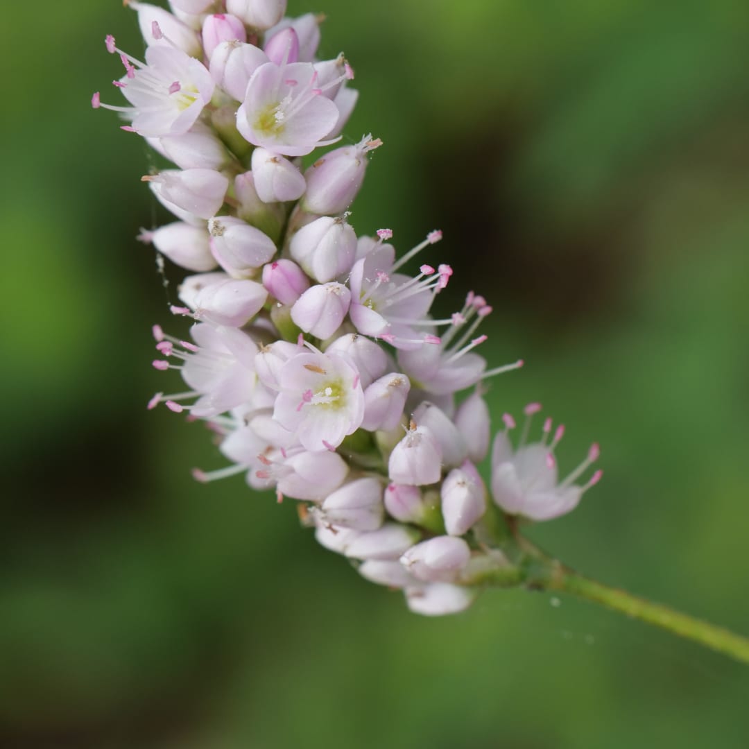 Persicaria bistorta Superba Rosa Blütenstaude für feuchte Beete & Teichrand Ø9cm 48 Stück