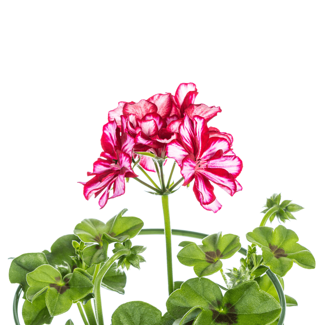 Geranie - Pelargonium peltatum Mexican Ruby - Ø12 cm - ↕20 cm - 8 Stück 