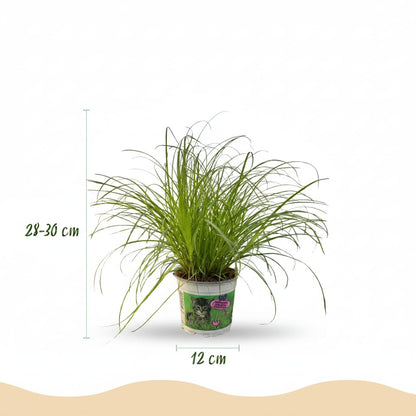 Green boutiQ - Zimmerpflanze - Cyperus alternifolius Zumula - Katzenpflanze - Haustierfreundliche Pflanze - Grün - 1 Pflanze - mit Potter Weiß - Topf 12cm - Höhe 20cm 