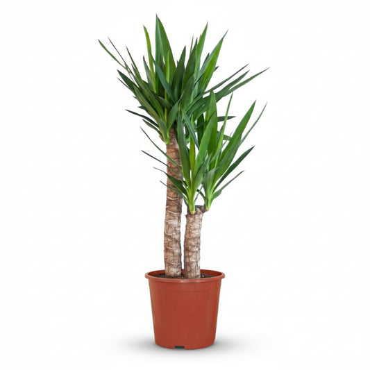 Green boutiQ - Plante d'intérieur - Yucca (Lis palmier) - Yucca Elephantipes - Vert - Entretien facile - 1 Plante - Pot 21cm - Hauteur 80 - 90cm 