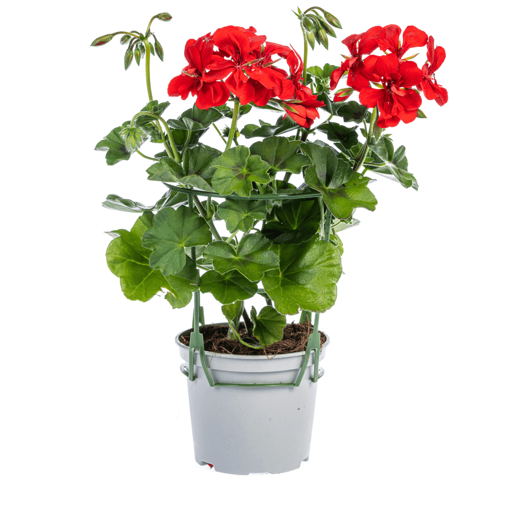 Geranie - Pelargonium peltatum Rot - Zimmerpflanze - Ø12 cm - ↕20 cm 