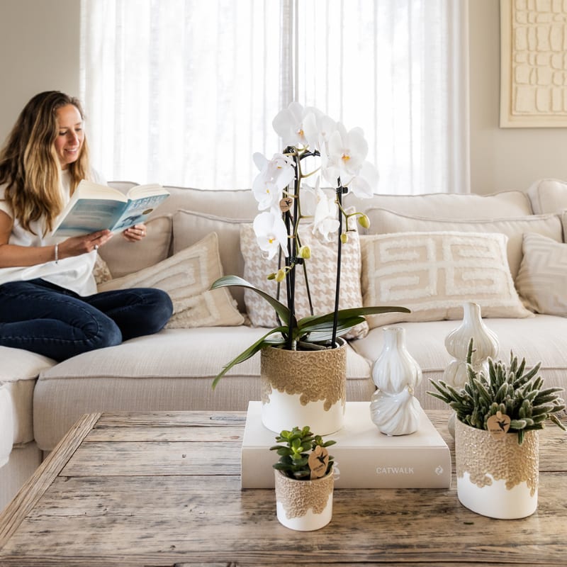 Kolibri Orchids | Bloom Sand Geschenkset | Weiße Lausanne Orchidee Ø9cm + Grünpflanze Ø6cm – inkl. Übertöpfe & weißem Tablett – frisch vom Züchter 
